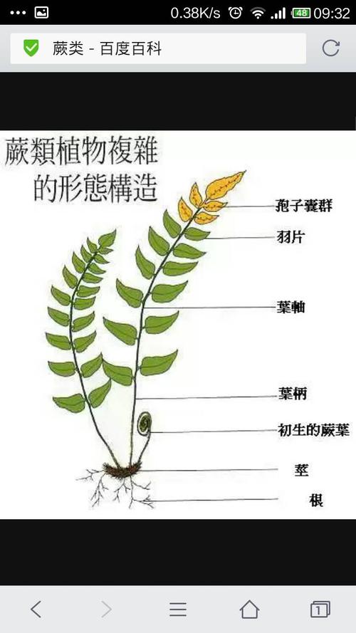 草本植物与蕨类的关系是什么（蕨类植物是草本植物还是木本植物）-第1张图片-多多自然网