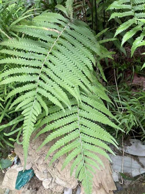 草本植物与蕨类的关系是什么（蕨类植物是草本植物还是木本植物）-第2张图片-多多自然网