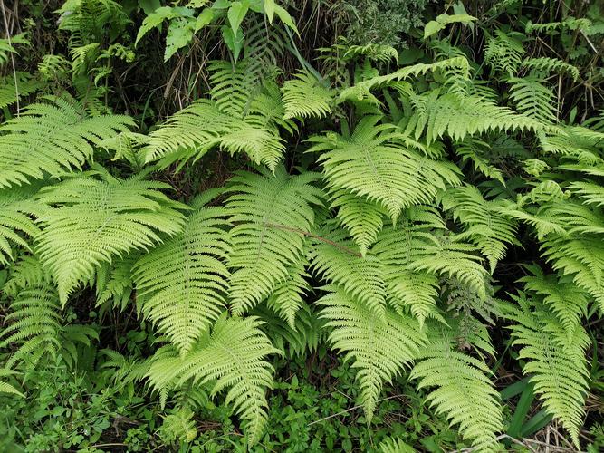 草本植物与蕨类的关系是什么（蕨类植物是草本植物还是木本植物）-第3张图片-多多自然网