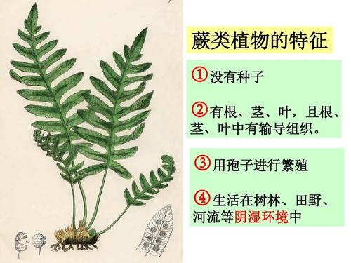 草本植物与蕨类的关系是什么（蕨类植物是草本植物还是木本植物）-第6张图片-多多自然网