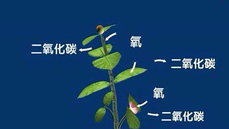 病人呼吸与植物种类的关系（植物呼吸和人一样吗）-第3张图片-多多自然网