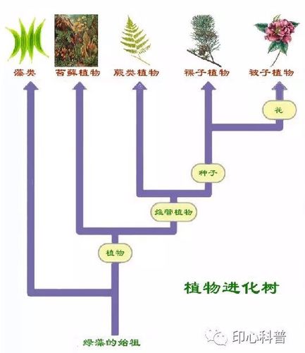 病人呼吸与植物种类的关系（植物呼吸和人一样吗）-第5张图片-多多自然网