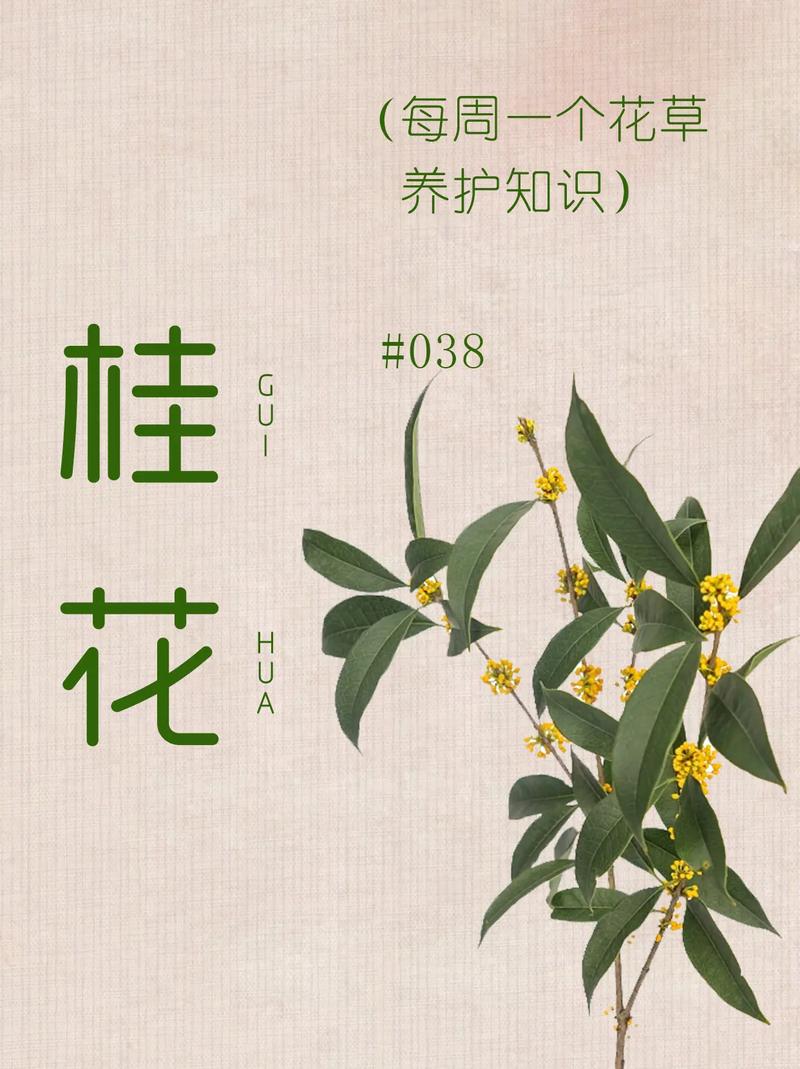 桂花植物养护知识大全（桂花的养护技巧及注意事项）-第2张图片-多多自然网