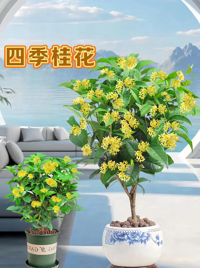 桂花植物养护知识大全（桂花的养护技巧及注意事项）-第8张图片-多多自然网