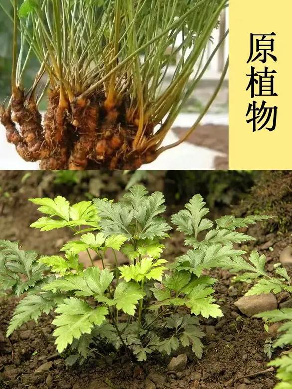 草本植物与海拔的关系（海拔与植被的关系）-第2张图片-多多自然网