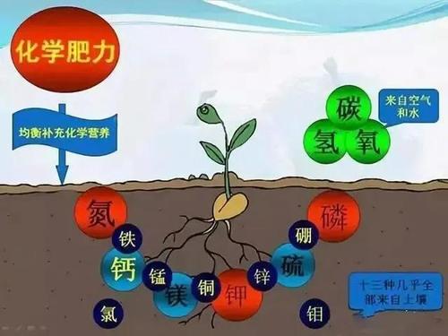 氮转化与植物激素的关系（氮及其化合物的转化过程如下图所示）-第4张图片-多多自然网