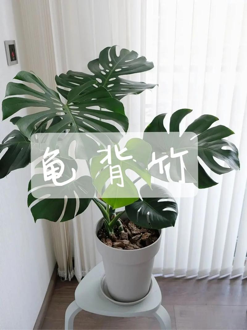 常见室内绿色植物养护知识（常见室内绿色植物养护知识有哪些）-第7张图片-多多自然网