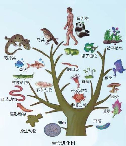 单细胞生物与动物植物的关系（单细胞植物与单细胞动物最主要的区别是）-第1张图片-多多自然网