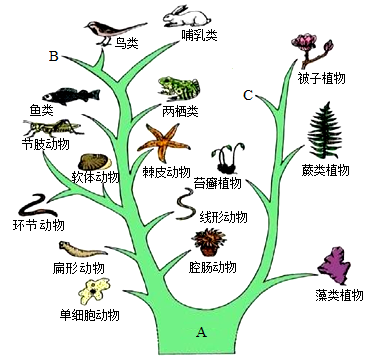 单细胞生物与动物植物的关系（单细胞植物与单细胞动物最主要的区别是）-第3张图片-多多自然网