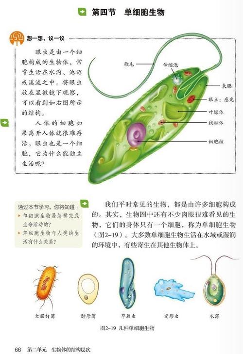 单细胞生物与动物植物的关系（单细胞植物与单细胞动物最主要的区别是）-第4张图片-多多自然网