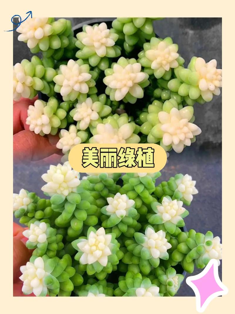 多肉植物盆栽养护小知识（多肉植物盆栽养护小知识图片）-第2张图片-多多自然网