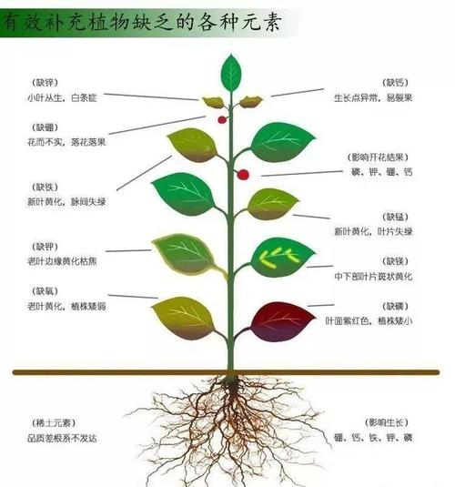 大量微量元素与植物的关系（大量微量元素与植物的关系是）-第1张图片-多多自然网