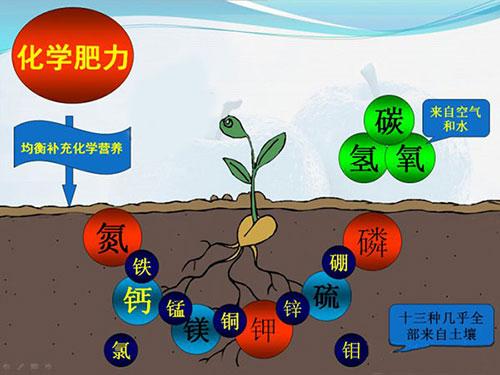 大量微量元素与植物的关系（大量微量元素与植物的关系是）-第2张图片-多多自然网