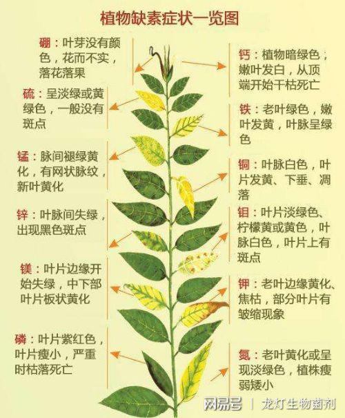 大量微量元素与植物的关系（大量微量元素与植物的关系是）-第3张图片-多多自然网