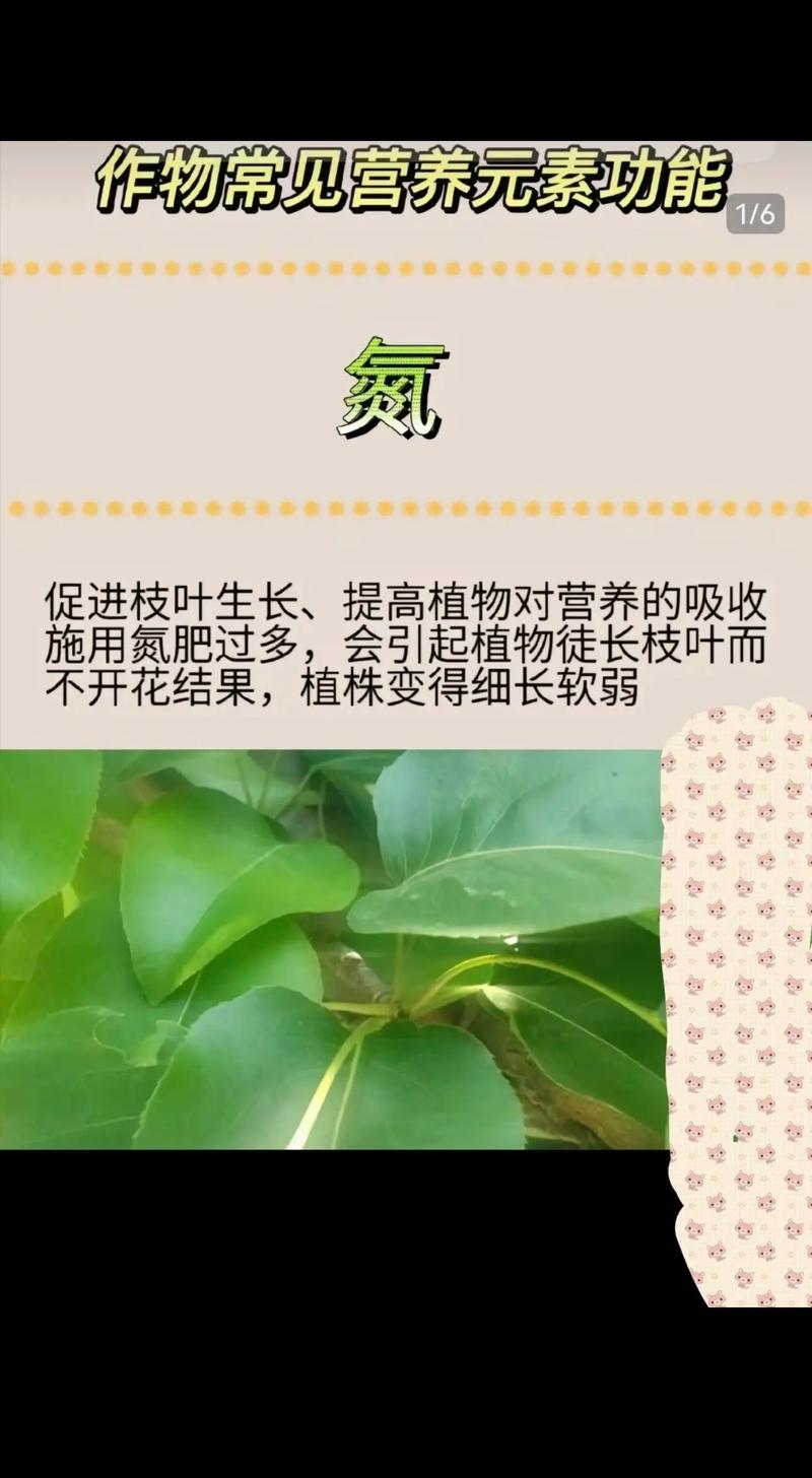 大量微量元素与植物的关系（大量微量元素与植物的关系是）-第5张图片-多多自然网