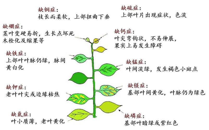 大量微量元素与植物的关系（大量微量元素与植物的关系是）-第6张图片-多多自然网