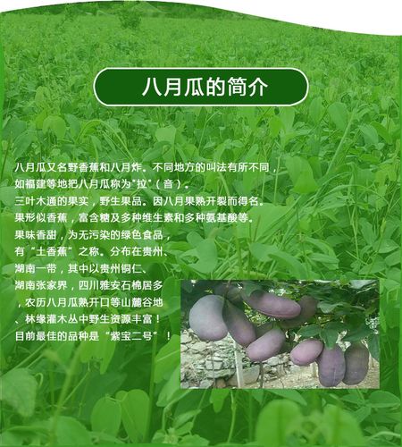 八月瓜植物科普知识（八月瓜水果百度百科）-第1张图片-多多自然网