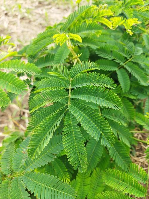 百科知识神奇的植物（神奇的,植物）-第4张图片-多多自然网