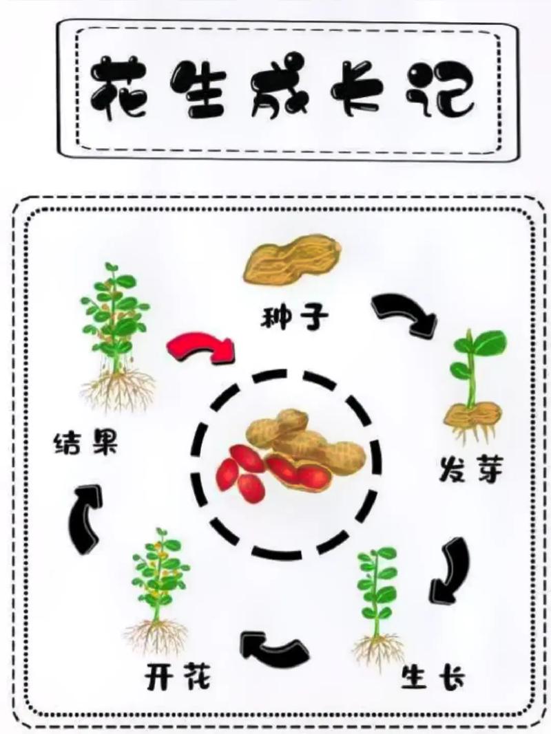 大气压与植物的关系（大气压与植物的关系）-第7张图片-多多自然网