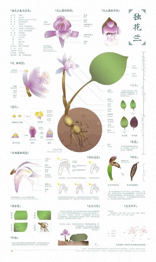 保护野生植物知识（保护野生植物手抄报图片）-第6张图片-多多自然网