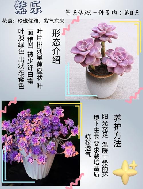 多肉植物紫乐养护知识（多肉紫乐怎么样）-第1张图片-多多自然网