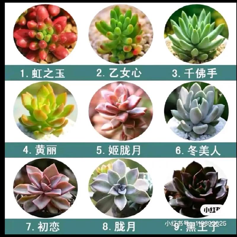 多肉植物品种及养护知识（多肉品种养护知识讲解）-第3张图片-多多自然网