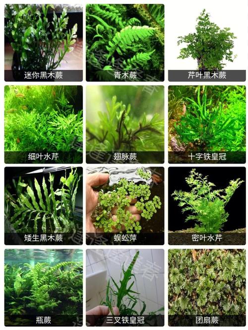 沉水植物科普知识（沉水植物科普知识有哪些）-第4张图片-多多自然网