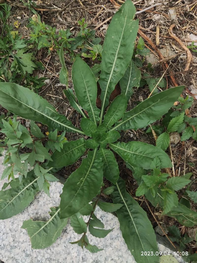 草药植物知识百科大全粤语（粤语歇后语 生草药）-第1张图片-多多自然网