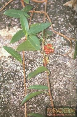 草药植物知识百科大全粤语（粤语歇后语 生草药）-第4张图片-多多自然网