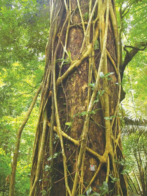 孢子植物冷知识（孢子植物门）-第4张图片-多多自然网