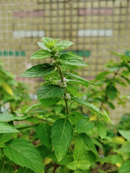 薄荷与植物们的关系是什么（薄荷与植物们的关系是什么呢）-第5张图片-多多自然网