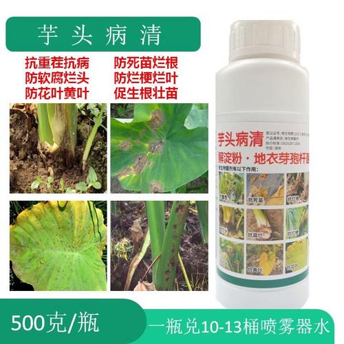 彩芋植物养护知识大全（彩芋植物养护知识大全图解）-第4张图片-多多自然网