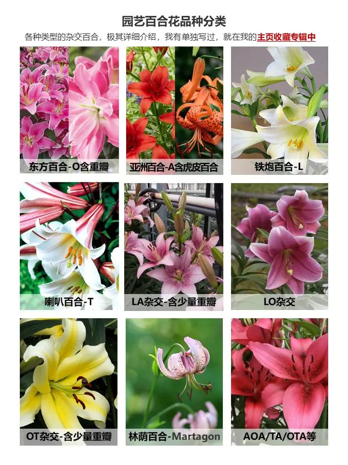 百合花的植物知识介绍（百合花的植物知识介绍怎么写）-第4张图片-多多自然网