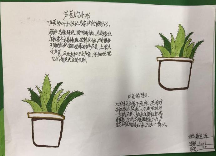 不同植物的相关知识的简单介绍-第5张图片-多多自然网