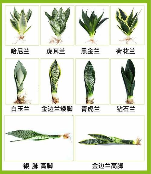 虎皮兰植物养护知识（虎皮兰植物养护知识有哪些）-第1张图片-多多自然网