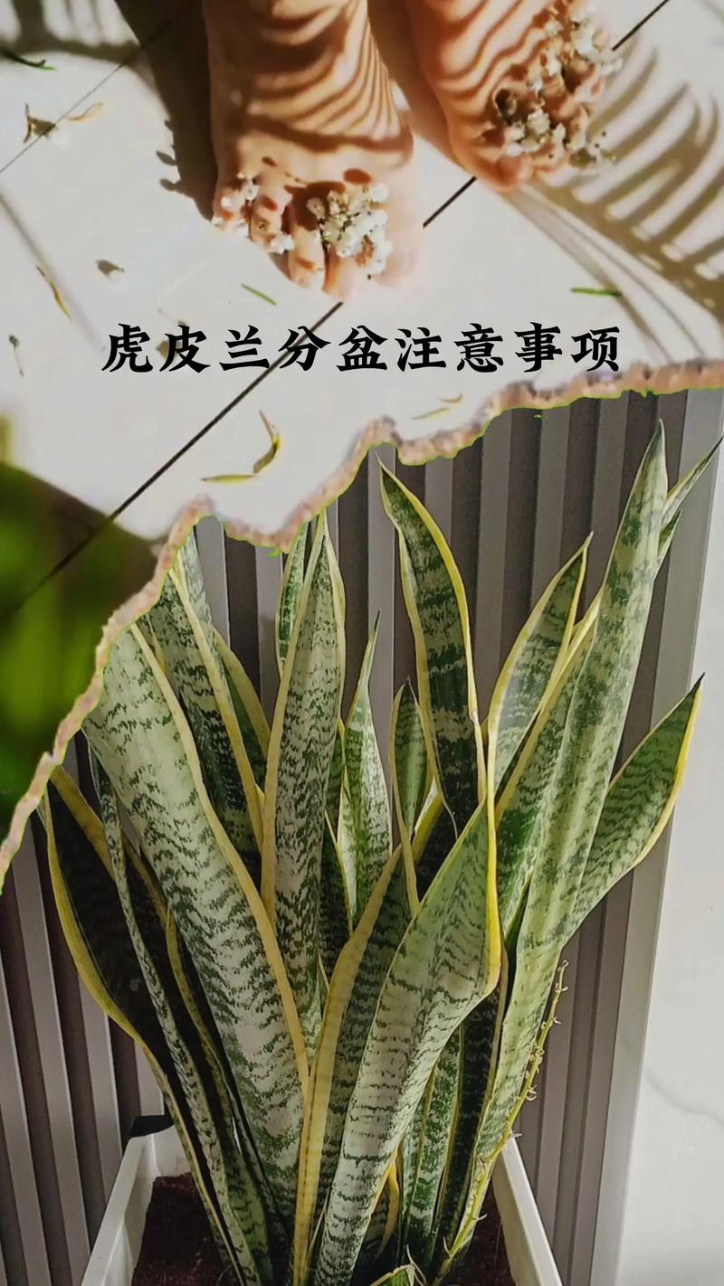 虎皮兰植物养护知识（虎皮兰植物养护知识有哪些）-第2张图片-多多自然网