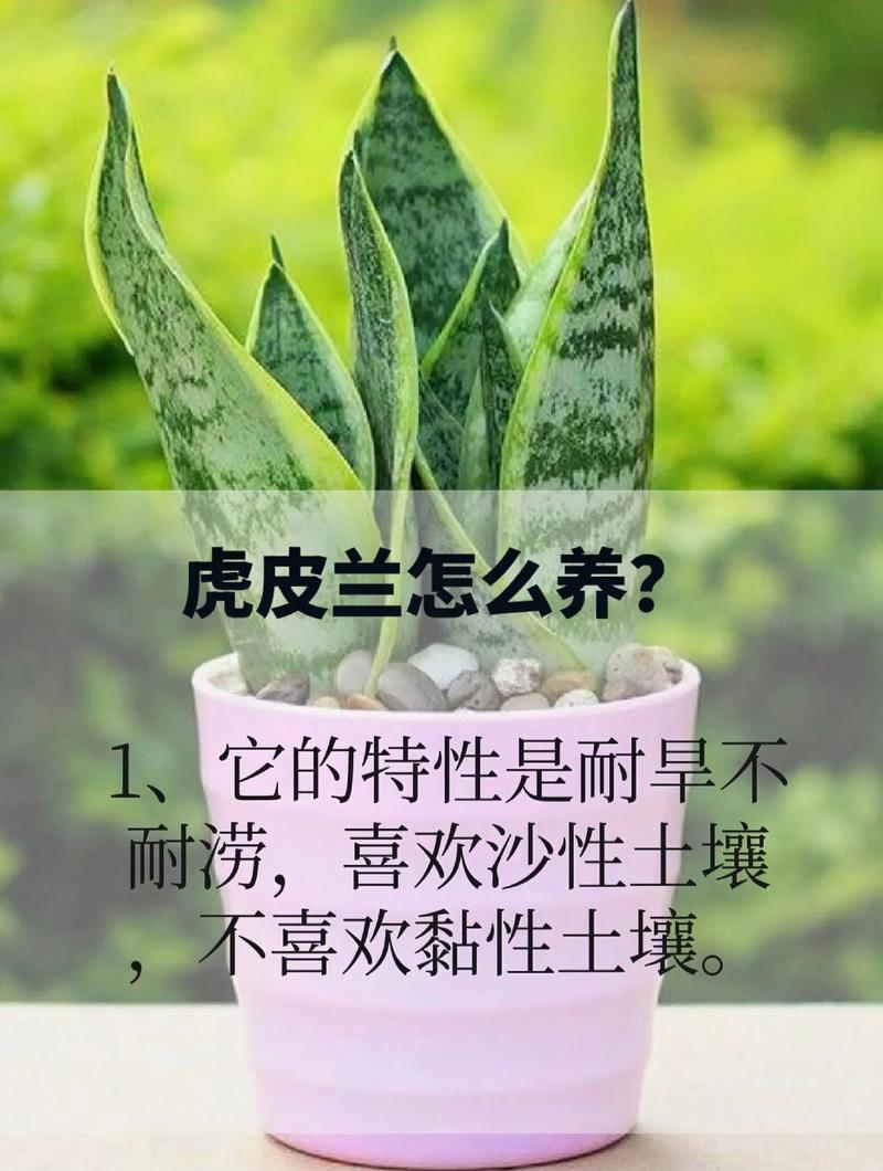 虎皮兰植物养护知识（虎皮兰植物养护知识有哪些）-第5张图片-多多自然网