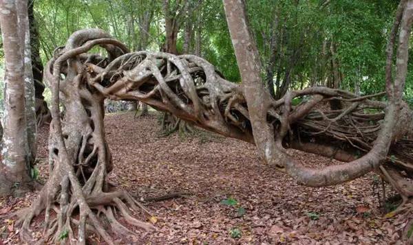 被附生植物与绞杀植物的关系（被附生植物与绞杀植物的关系图）-第5张图片-多多自然网