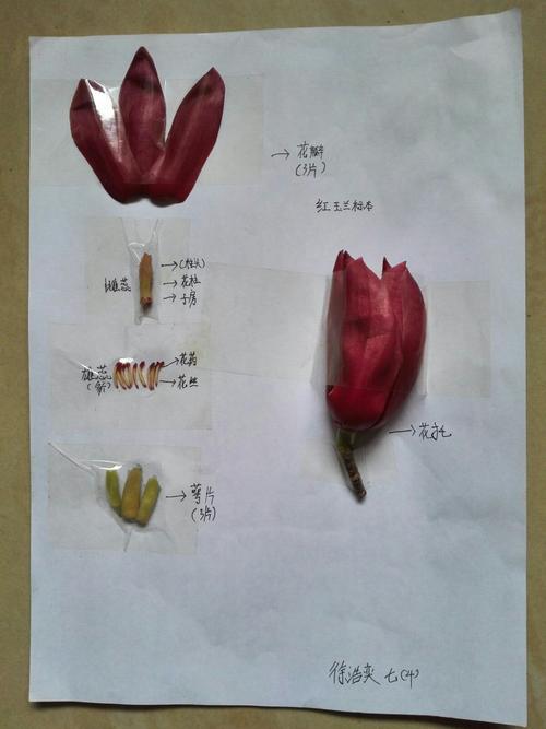 关于不同植物标本采集和制作知识的信息-第1张图片-多多自然网