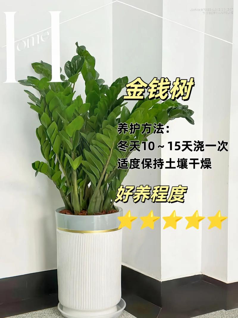 冬季干燥绿植怎么养护和管理（冬季干燥绿植怎么养护和管理视频）-第2张图片-多多自然网