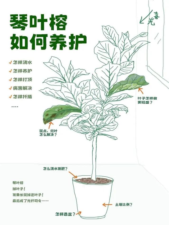 冬季白掌绿植养护注意事项（白掌冬天好养活吗）-第5张图片-多多自然网