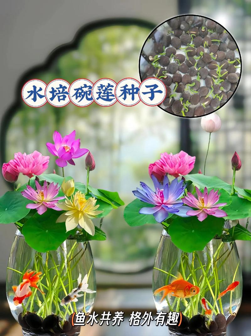 荷花水生植物养护知识（荷花水中生长方式）-第3张图片-多多自然网