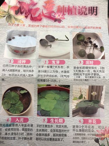 荷花水生植物养护知识（荷花水中生长方式）-第4张图片-多多自然网