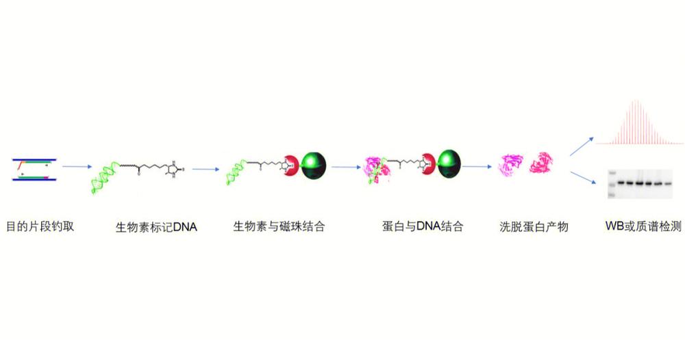 蛋白与植物互作营养的关系（植物蛋白质与动物蛋白质）-第3张图片-多多自然网