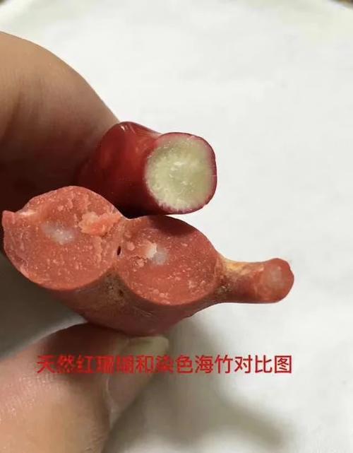 红珊瑚植物养护知识大全（红珊瑚植物怎么养）-第5张图片-多多自然网