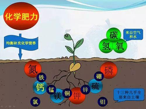 大气温度与植物叶片温度的关系（植物叶片大小与温度变化关系）-第3张图片-多多自然网