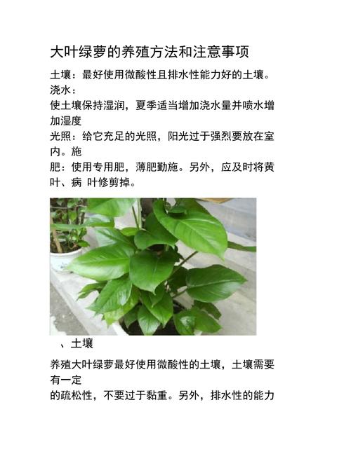 大型植物养护知识（植物养护大全）-第4张图片-多多自然网