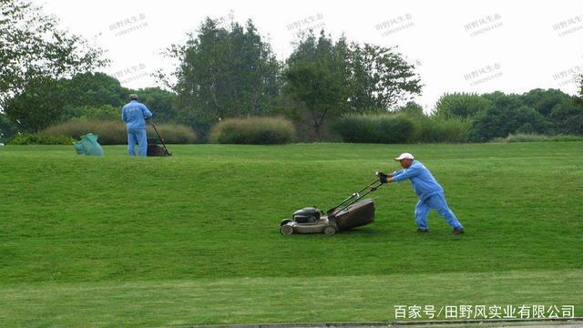 草坪植物养护知识（草坪养护注意事项）-第4张图片-多多自然网