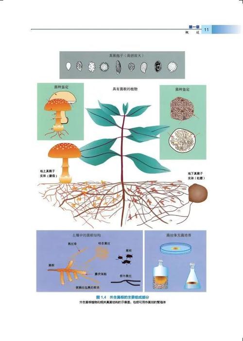 从枝菌根真菌与植物之间的关系（真菌与植物根系形成的共生体）-第1张图片-多多自然网