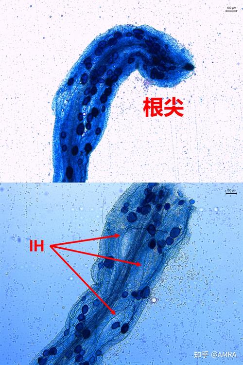 从枝菌根真菌与植物之间的关系（真菌与植物根系形成的共生体）-第3张图片-多多自然网